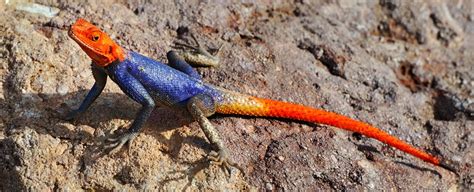 Duo of African Lizards Use Different Survival Strategies to Outwit The ...