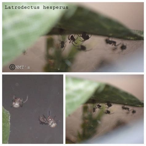 Western Black Widow Spiderlings | Arachnoboards