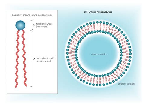 Liposomes in cosmetics: features and applications | Cosmoderma