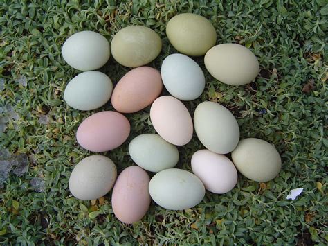 Assorted eggs | Ameraucana chicken eggs, Ameraucana chicken, Best egg ...