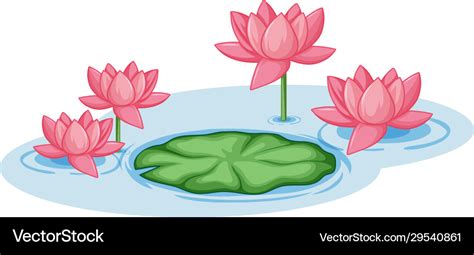 Pink lotus flowers with one green leaf in pond Vector Image