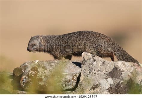 154 Egyptian Mongoose Images, Stock Photos & Vectors | Shutterstock