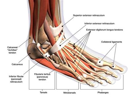 Ankle Anatomy | Orthopedic Ankle Specialist | Sugar Land, Pearland ...