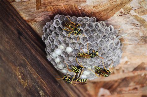 Types Of Wasp Nests