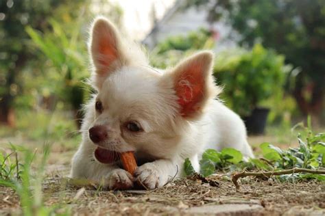 How To Create The Perfect Chihuahua Feeding Chart