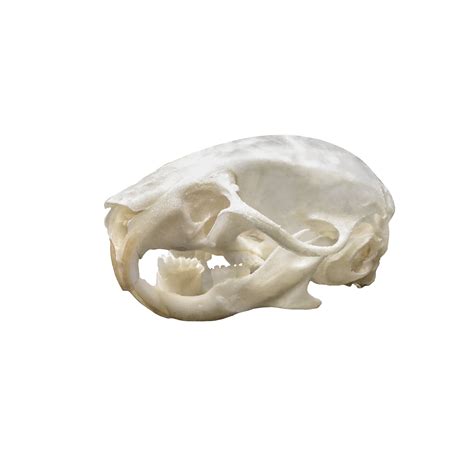 Real Mouse Skull — Skulls Unlimited International, Inc.