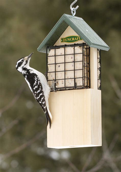 Duncraft.com: Woodpecker Tail Support Suet Feeder | Suet feeder, Feeder ...