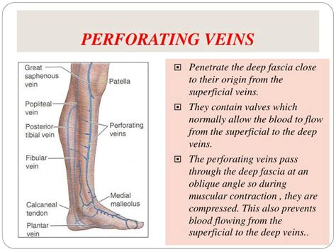 PPT - ARTERIES AND VEINS OF THE LOWER LIMB PowerPoint Presentation - ID ...