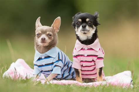 The 10 Best Chihuahua Clothes and Accessories Your Pup Should Own ...