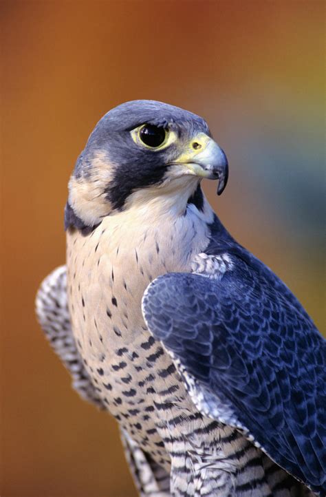 Close up of adult male Peregrine Falcon by PacificStock Wall Art