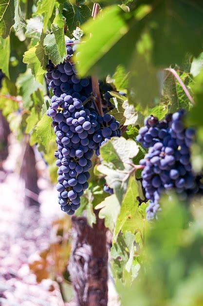 Premium Photo | Vine grapes in the vineyard ready for the harvest