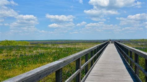 Paynes Prairie Preserve State Park – Florida Hikes