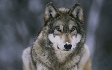 Pics Photos - Hd Wolf Wallpaper