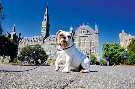 Meet Georgetown University’s New Bulldog Puppy - Washingtonian