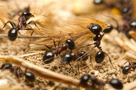 Black Garden Ants Friend or Foe? | Kellogg Garden Organics™