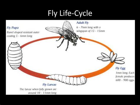 Life Cycle Of Blow Fly