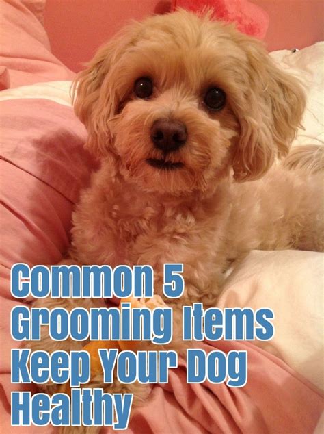 Most Preferred 5 Dog Grooming Tips - Liz Love Pets | Dog grooming tips ...