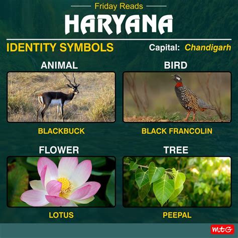 State Flower Of Haryana In Hindi