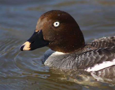 Female Goldeneye duck | Nice day, bird was close, why not? | Flickr ...