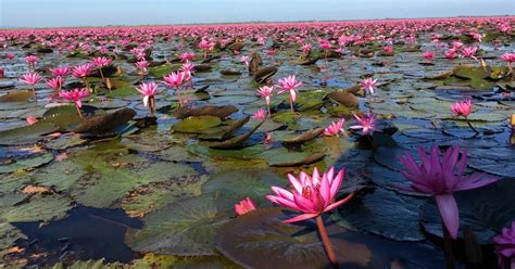 Visiting The Red Lotus Lake in Udon Thani in 2024