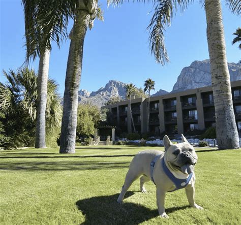 The 7 Best Pet Friendly Hotels In Arizona – Big 7 Travel