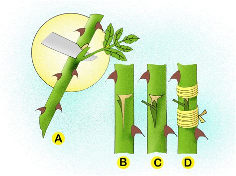 How to propagate your plants by Cutting | Air layering plants - NatureBring