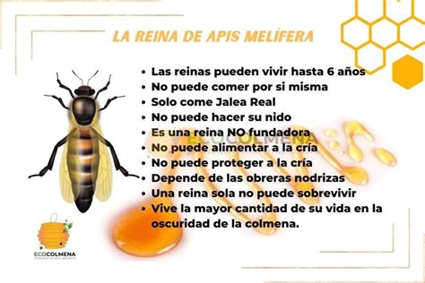 Curiosidades de la abeja reina Apis mellifera - Ecocolmena