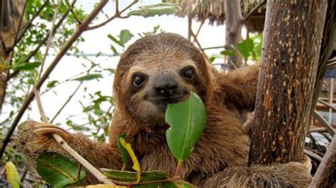 Sloth Facts - 28 Fascinating Facts About Sloths | KickassFacts.com - Page 2