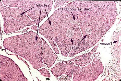 Pancreas Histology Labeled