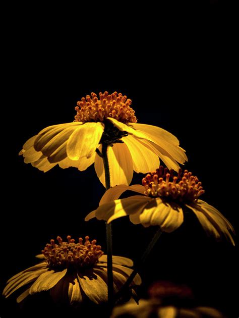 Yellow Flowers on Black Background Photograph by Chic Gallery Prints ...