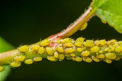 What are Aphids & What Do They Look Like? | EcoGuard