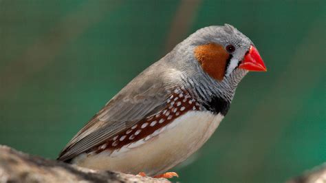 Zebra Finches Sing to Their Unborn Chicks to Warn Them of Rising ...