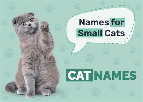 300+ Small Cat Names: Options For Your Tiny Cat - Catster