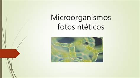 Microorganismos fotosintéticos | PPT