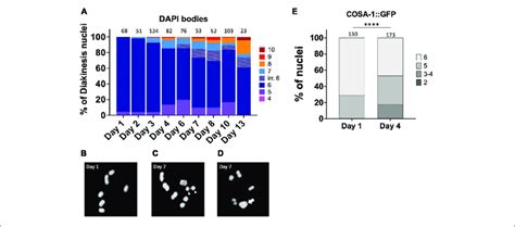 | Chiasmata formation is compromised in aging germ lines. Crossover ...