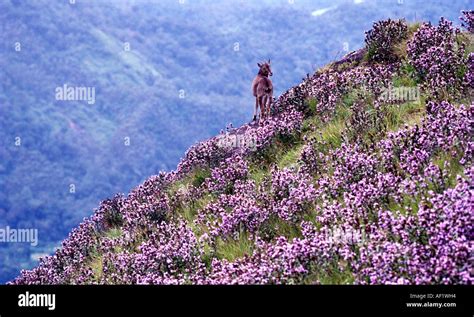 KURINJI FLOWERS IN MUNNAR Stock Photo: 7887827 - Alamy