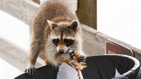 Tips and Tricks to Keep Pests Out of Your Trash — Waste Away Systems