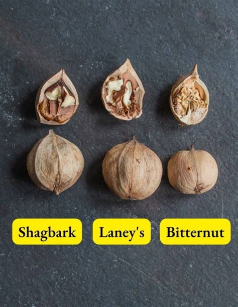 Shagbark Hickory Nuts: Harvesting, Cracking and Cooking