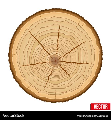 Cross section of tree trunk Royalty Free Vector Image