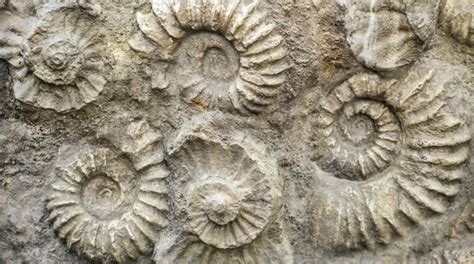 World's oldest fossil mushroom discovered - The Statesman