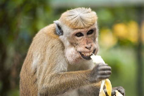 Free picture: monkey, ape, banana, cute, eating, exotic animal