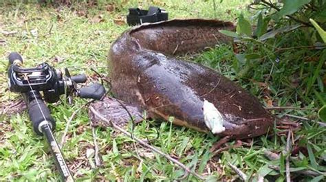 10 Umpan Mancing Ikan Lele di Kolam Harian Paling Jitu!