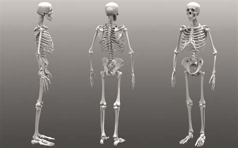 DashDotSlash: Human Skeleton Anatomy Reference and Model