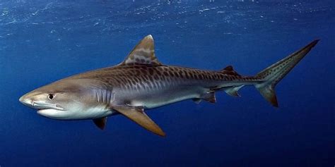 Tiger shark – one of the most dangerous sharks | DinoAnimals.com