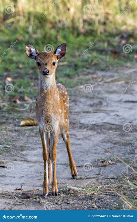 Spotted deer fawn stock image. Image of mammal, jungle - 92224423