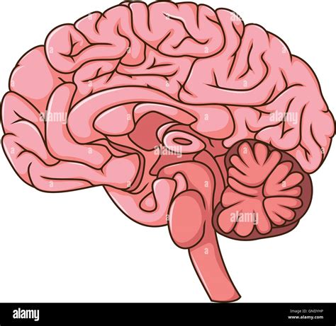 Inside Brain Cartoon