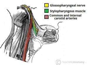 M2 Neuroanatomy: MD02.4.10 The glossopharyngeal nerve