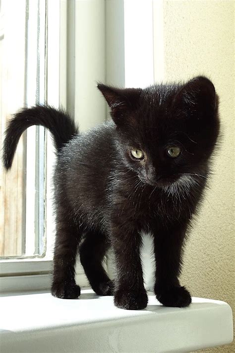 Cute black kitten | Kittens cutest, Cute black kitten, Cute black cats