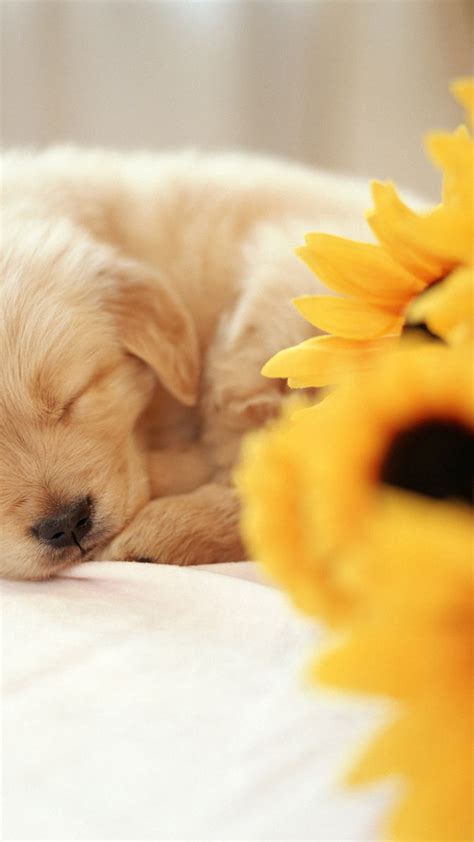 iPhone X Wallpaper Cute Puppies | 2021 3D iPhone Wallpaper