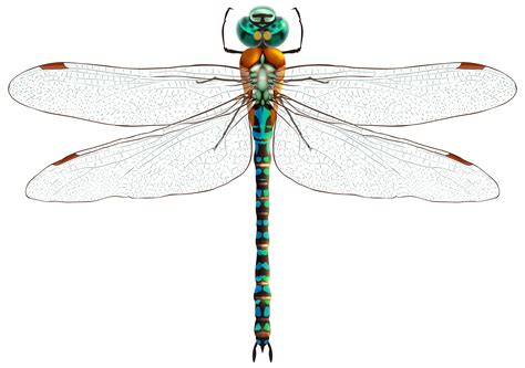 Male dragonfly clipart 20 free Cliparts | Download images on Clipground ...